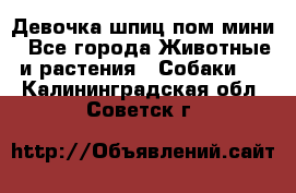 Девочка шпиц пом мини - Все города Животные и растения » Собаки   . Калининградская обл.,Советск г.